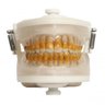 manequim periodontia i pd 102 pronew